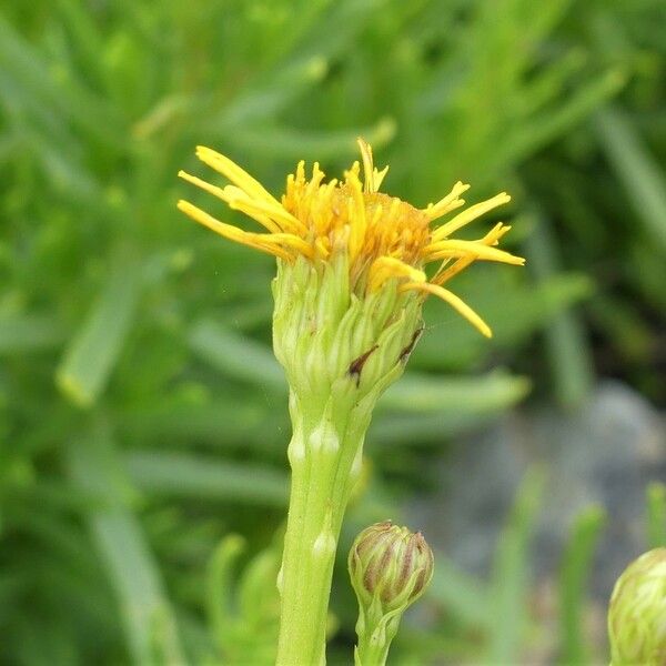 Limbarda crithmoides Fleur