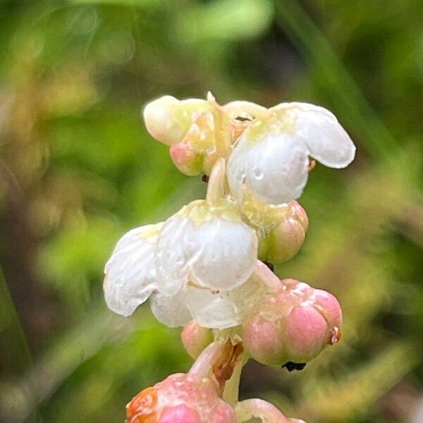 Pyrola minor Flors