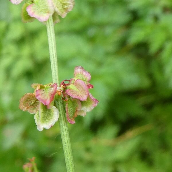 Rumex acetosa फूल