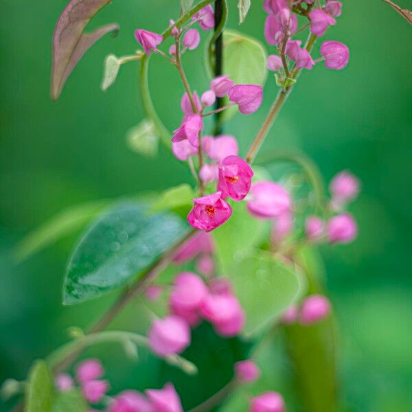 Antigonon leptopus Flower