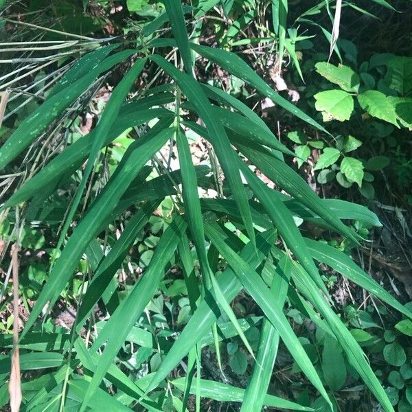 Arundinaria gigantea Blad