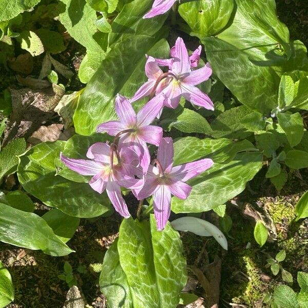 Erythronium revolutum Flor