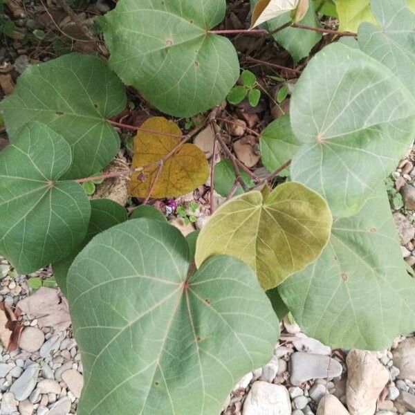 Hibiscus tiliaceus Blad