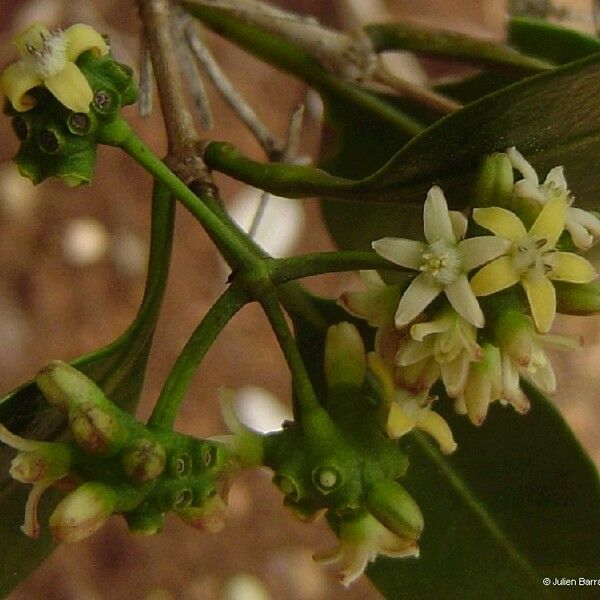 Gynochthodes myrtifolia Flor