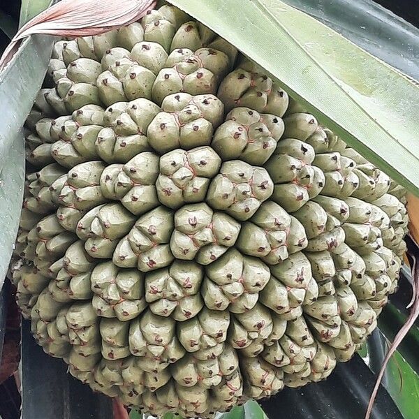 Pandanus tectorius Fruit