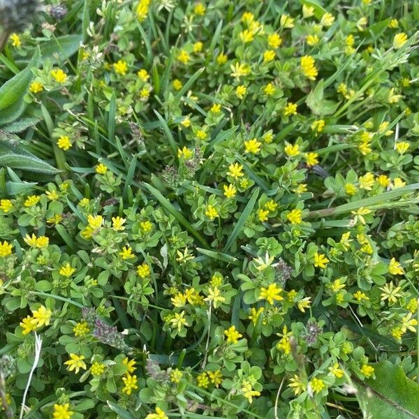 Trifolium dubium Žiedas