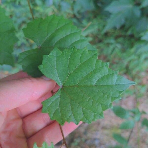 Vitis rotundifolia 葉