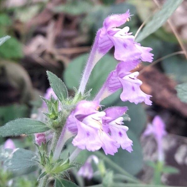 Galeopsis ladanum Floro