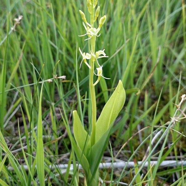 Liparis loeselii Flower