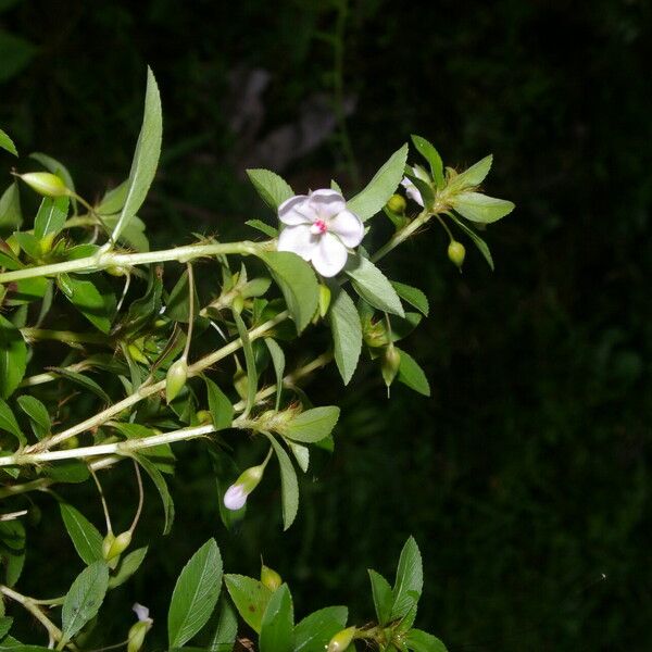 Sauvagesia erecta Квітка