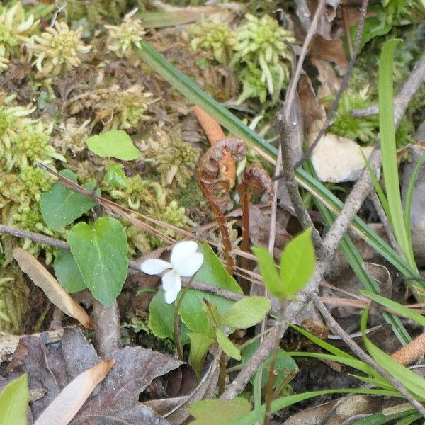 Viola lanceolata Fiore