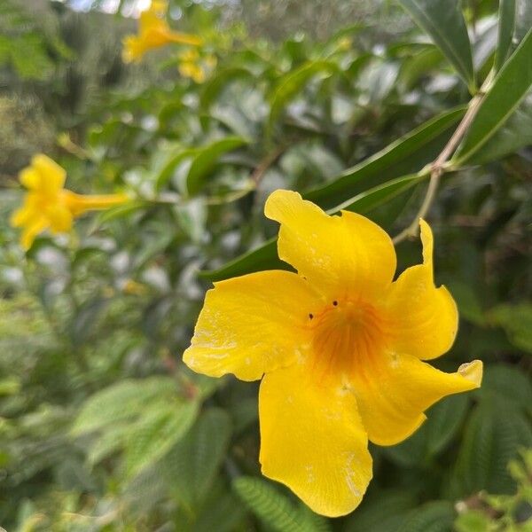 Allamanda schottii Blüte