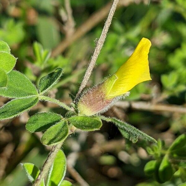 Chamaecytisus hirsutus Egyéb