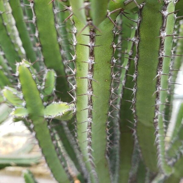 Euphorbia petraea Лист