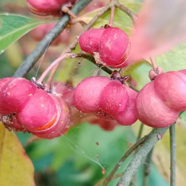 Euonymus europaeus 果實