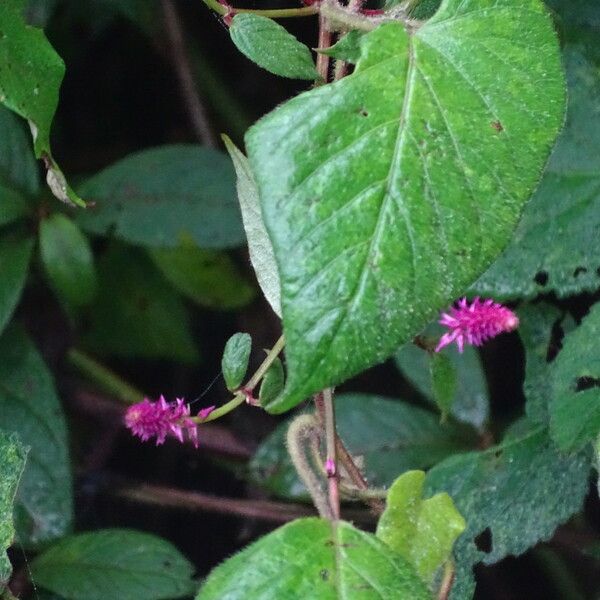 Achyranthes aspera Leaf