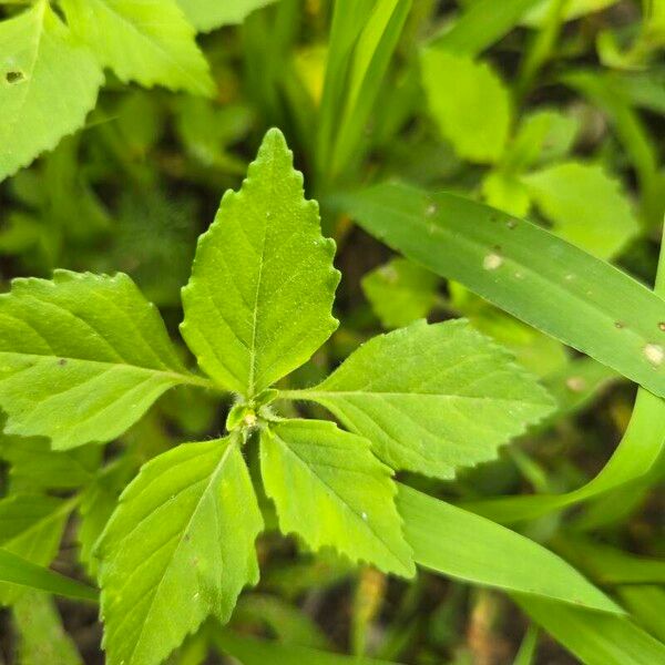 Euphorbia dentata Leaf