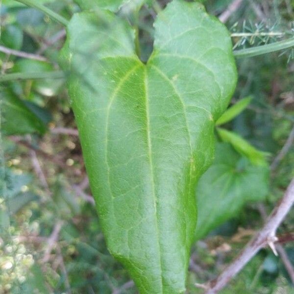 Aristolochia sempervirens Leaf