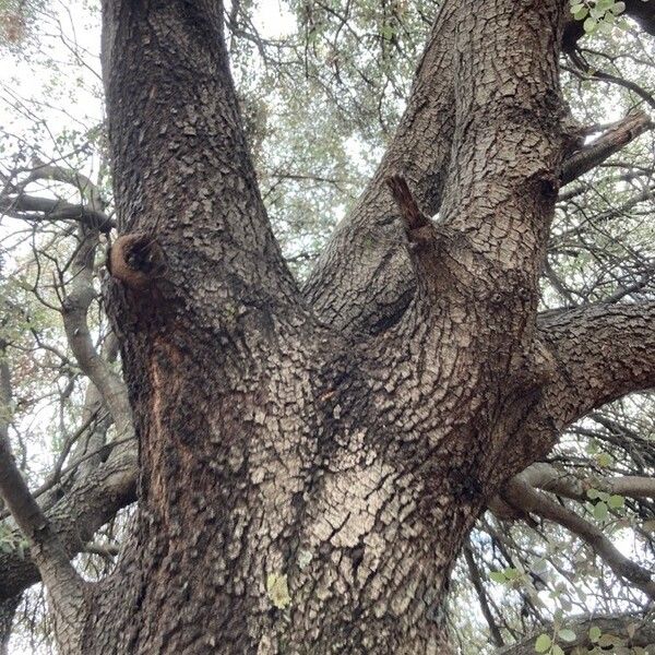 Quercus ilex Φλοιός