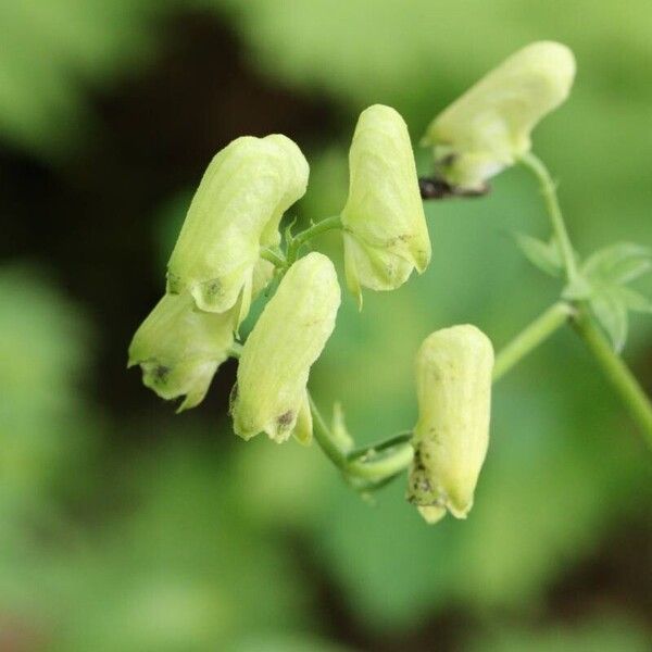 Aconitum gigas Цветок