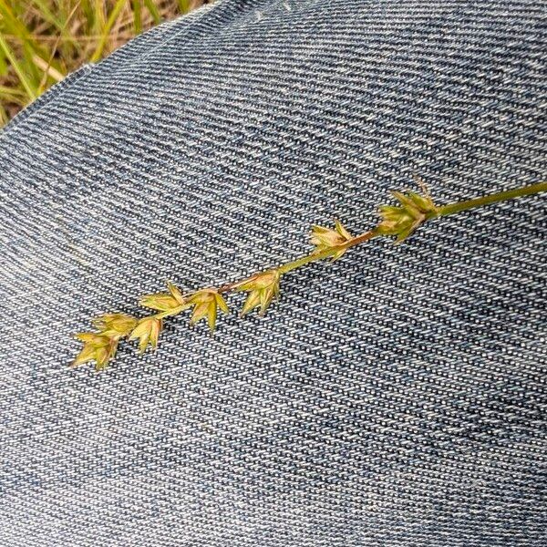 Carex divulsa Fruto