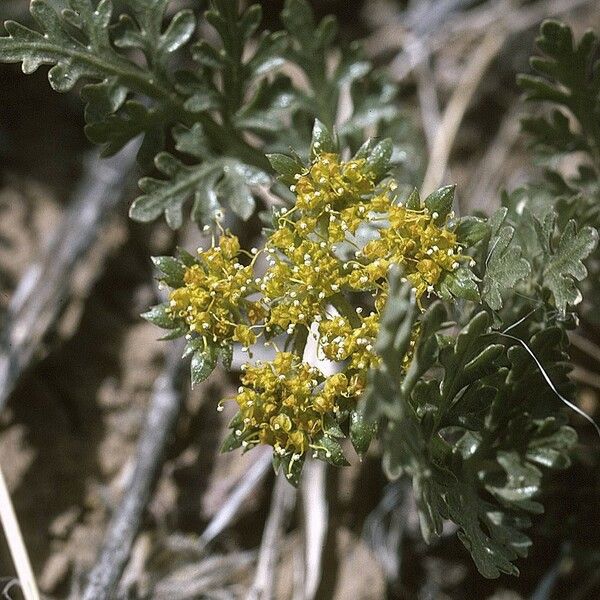 Cymopterus glomeratus 花