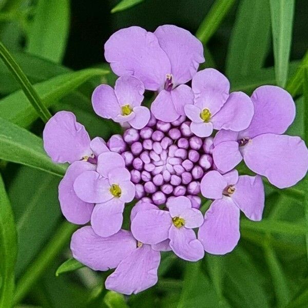 Iberis umbellata Flower