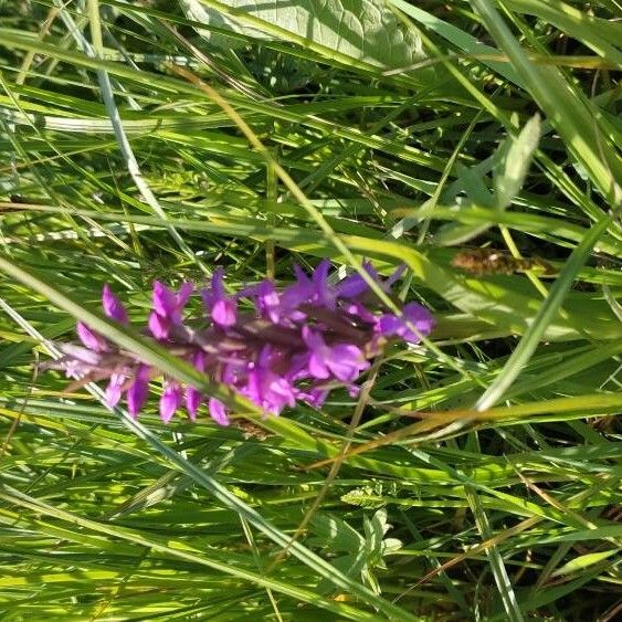 Dactylorhiza majalis Квітка