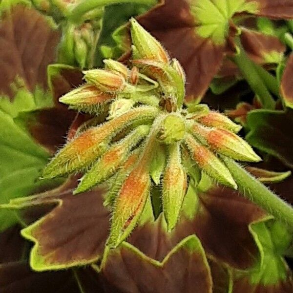 Pelargonium inquinans Kwiat