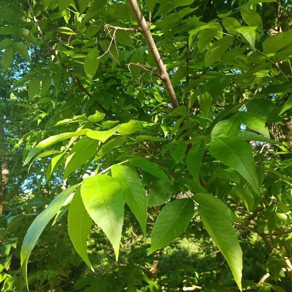 Fraxinus pennsylvanica Lehti