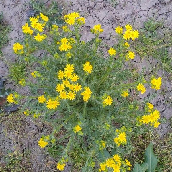 Senecio vernalis Hábito