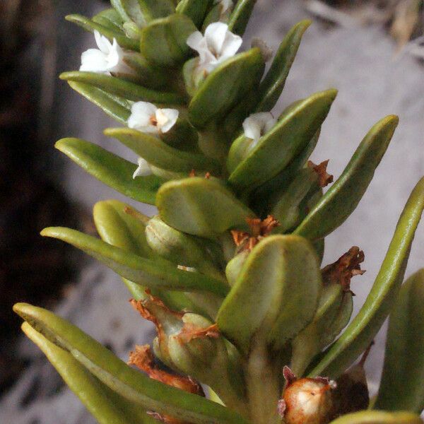 Lysimachia mauritiana 花