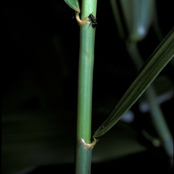 Flagellaria indica Leaf