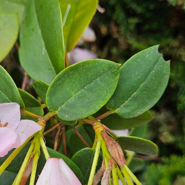 Rhododendron callimorphum Φύλλο