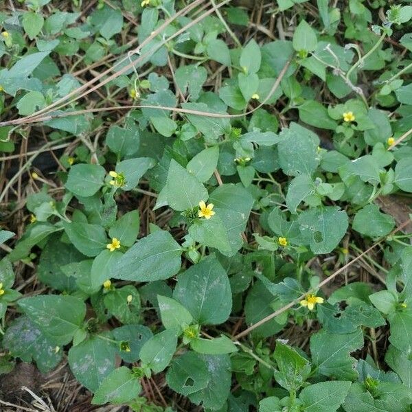 Calyptocarpus vialis Folha