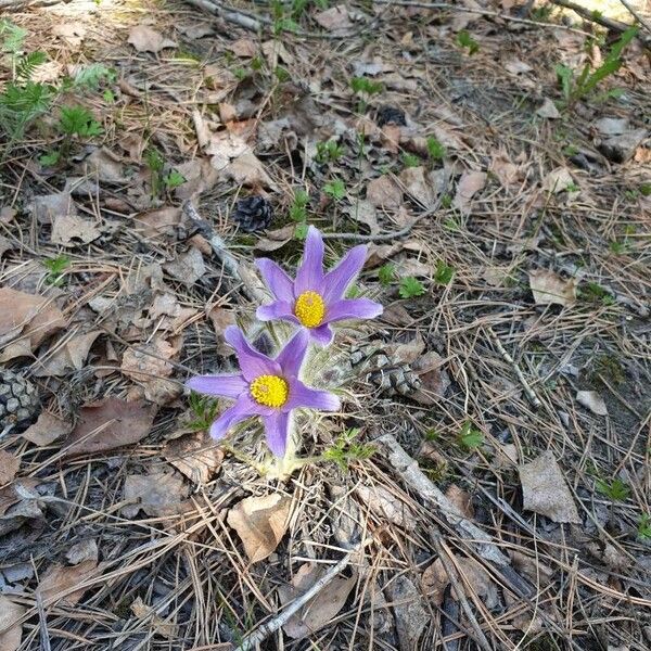 Pulsatilla patens Kvet