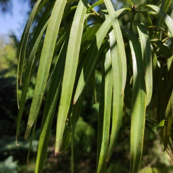 Podocarpus henkelii Leaf