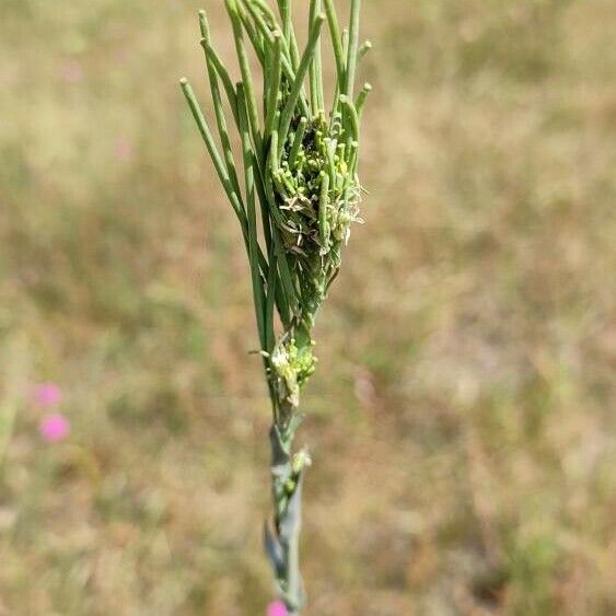 Turritis glabra Кветка