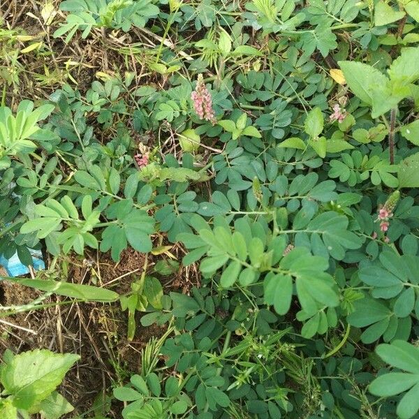 Indigofera hendecaphylla Flower