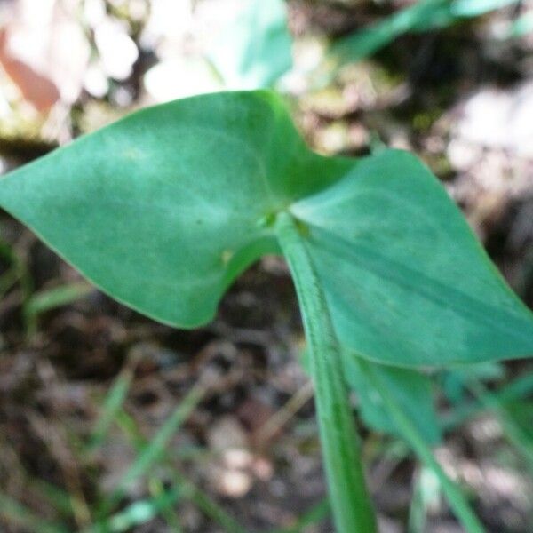 Blackstonia perfoliata Yaprak