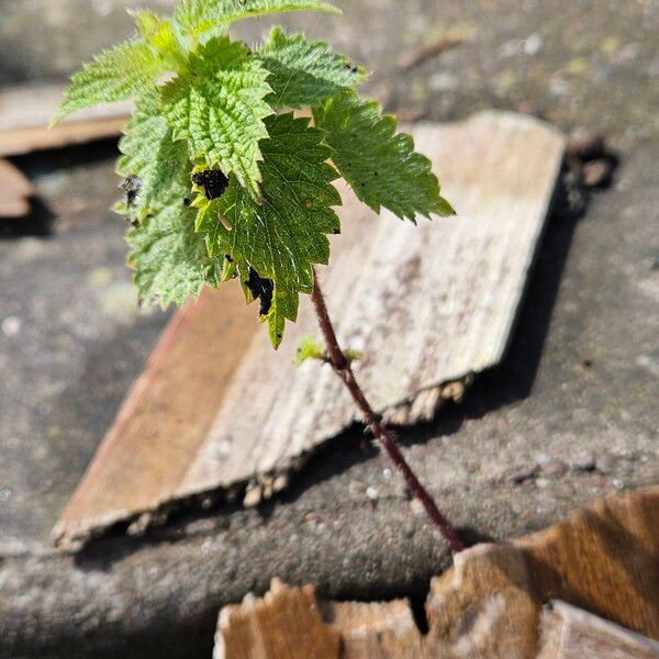 Urtica dioica Агульны выгляд