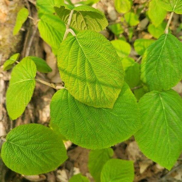 Viburnum lantanoides পাতা