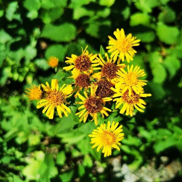 Inula helvetica Квітка