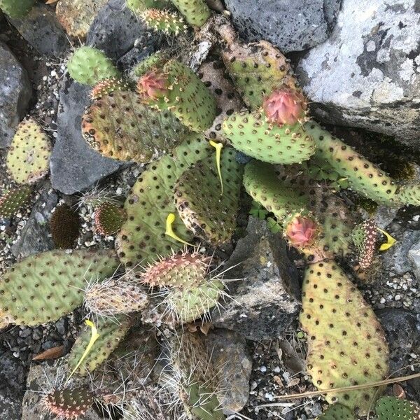 Opuntia polyacantha Folio