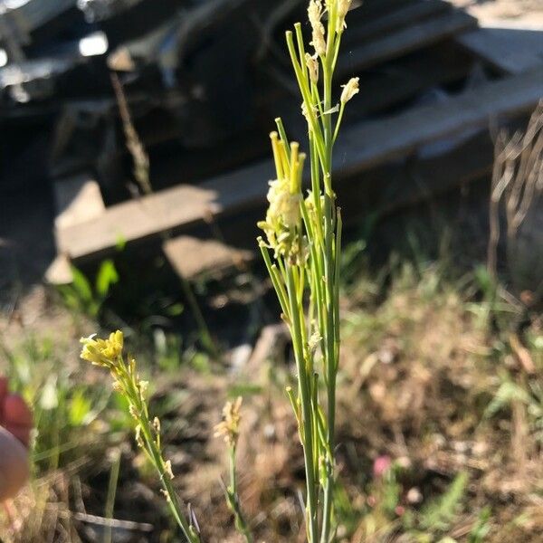 Erysimum virgatum Fruit