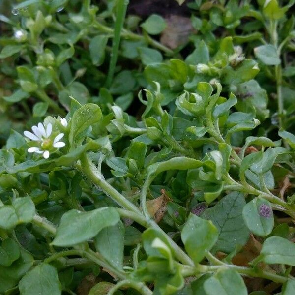 Stellaria media Blüte