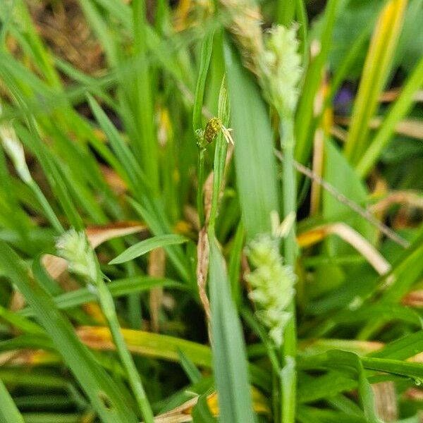 Carex blanda পাতা