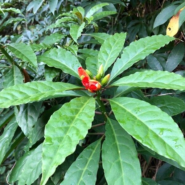 Leuenbergeria bleo 花