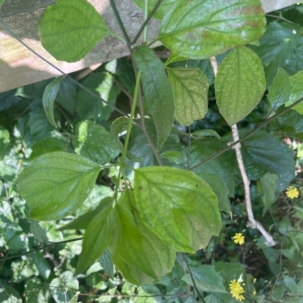 Lapsana communis Leaf