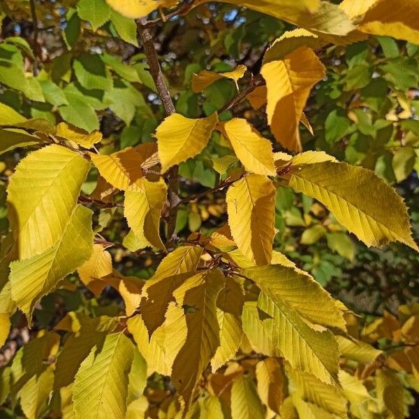 Carpinus caroliniana Frunză